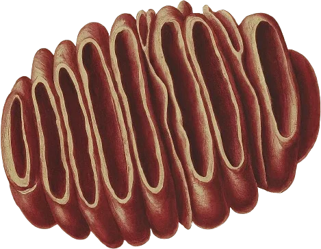 A drawing of a mitochondrion.