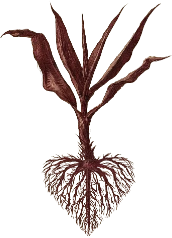 A drawing of a plant with heart-shaped roots.