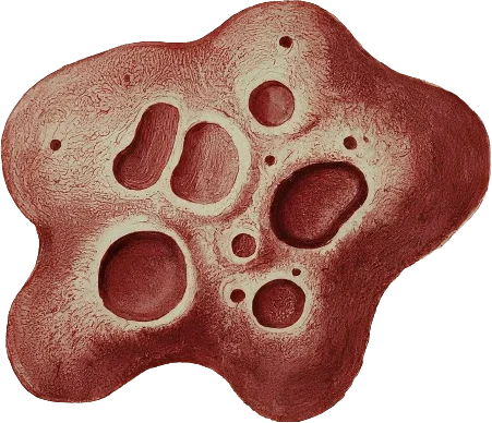 A drawing of amoeba.