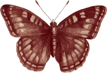 A drawing of a butterfly.